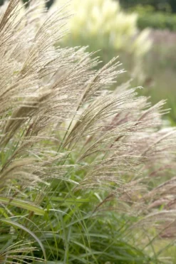 Miscanthus Herman Mussel -Plant Garden World 25F63A6FEDB627C009C2D7E8162E7E33