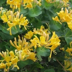 Honeysuckle - Large 6-7ft Specimen Plant - Large Lonicera X Tellmanniana - Honeysuckle