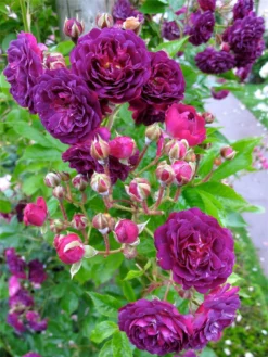 Large 6-7ft Specimen Climbing Rose Blue Magenta -Plant Garden World 286047B9118E4B4DE004E4BFE622BBE1 1