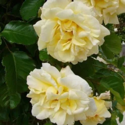 Rose Emily Gray - Rambling Rose