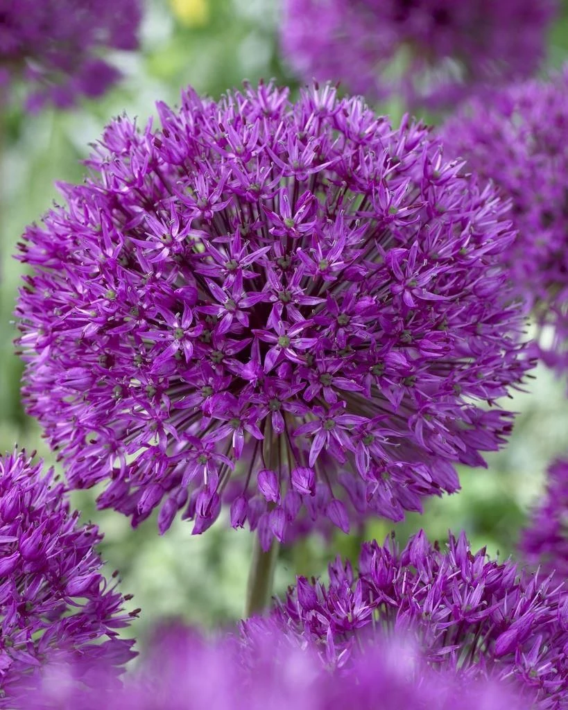Allium Purple Sensation - Ornamental Onion Plant 2 Allium Purple Sensation - Ornamental Onion Plant - Image 2