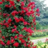 Large 6ft Specimen Climbing Rose - Rose Pauls Scarlet