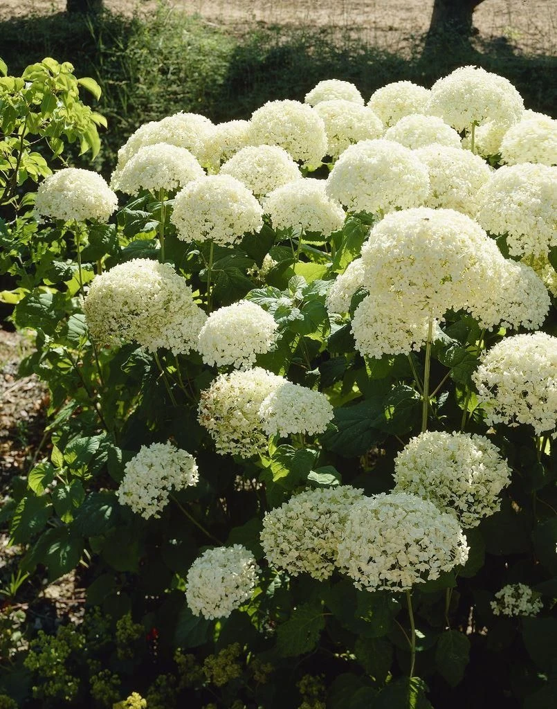 Hydrangea Annabelle - Pack Of THREE Large Flowered Hydrangea Plants 2 Hydrangea Annabelle - Pack Of THREE Large Flowered Hydrangea Plants - Image 2