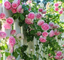 Rose Pierre De Ronsard - Climbing Rose -Plant Garden World 2B0692A496C14B0E59FC4B1864ABF2BC