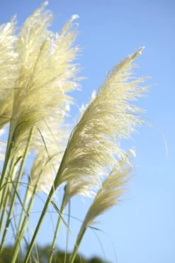 Sunningdale Silver Pampas Grass - Cortaderia Selloana Large Specimen Plant -Plant Garden World 2E8D7C3591D839BC245947205A751FD6