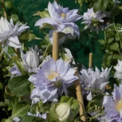Clematis Dancing King - Late Spring Flowering Clematis 5 Clematis Dancing King - Late Spring Flowering Clematis -Plant Garden World 3053E755C24E8F83294684B8B2D2BBB9