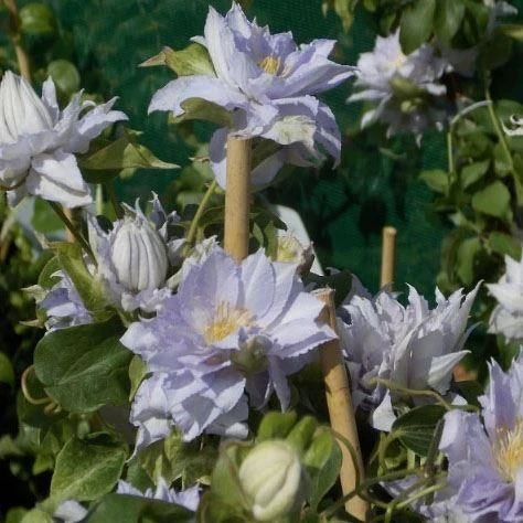 Clematis Dancing King - Late Spring Flowering Clematis 3 Clematis Dancing King - Late Spring Flowering Clematis - Image 3