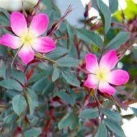 Rosa Glauca Rubrifolia - Climbing Rose - Red Leaved Rose