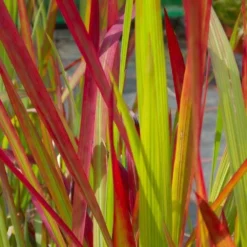 Imperata Cylindrica Red Baron - Pack Of THREE Japanese Blood Grasses -Plant Garden World 3267B6AE3F431CF1C83EEAA034695EF7