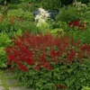 Astilbe Fanal - False Goats Beard