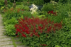 Astilbe Fanal - False Goats Beard