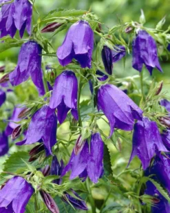 Campanula Punctata Purple