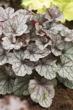 Heuchera 'Silver Scrolls'