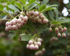 Enkianthus Campanulatus - Red Vein