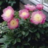 Paeonia Bowl Of Beauty - Paeony / Peony