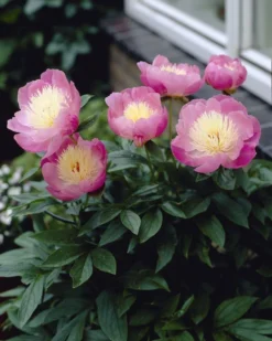 Paeonia Bowl Of Beauty - Paeony / Peony