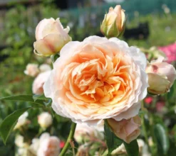 Rose Ginger Syllabub - Climbing Rose