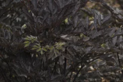 Actaea (Cimicifuga) Simplex Black Neglige