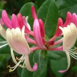 Large 6-7ft Specimen Climber - Lonicera Japonica Red World - Japanese Honeysuckle - LARGE