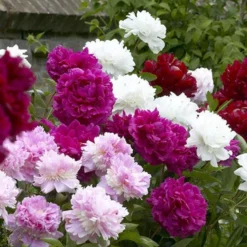 Peony Plants MEGA PACK - Exotic Looking Fragrant Garden Peony Plants Collection - Pack Of TEN Plants -Plant Garden World 41574B172AB4752637B9F43B3FFED2C7 4