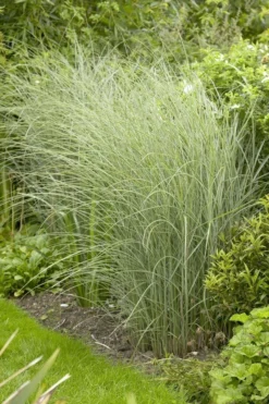Miscanthus Sinensis Morning Light - Japanese Silver Grass - LARGE SPECIMEN -Plant Garden World 41835ACB32FDAA4851001E194C6740A4 1