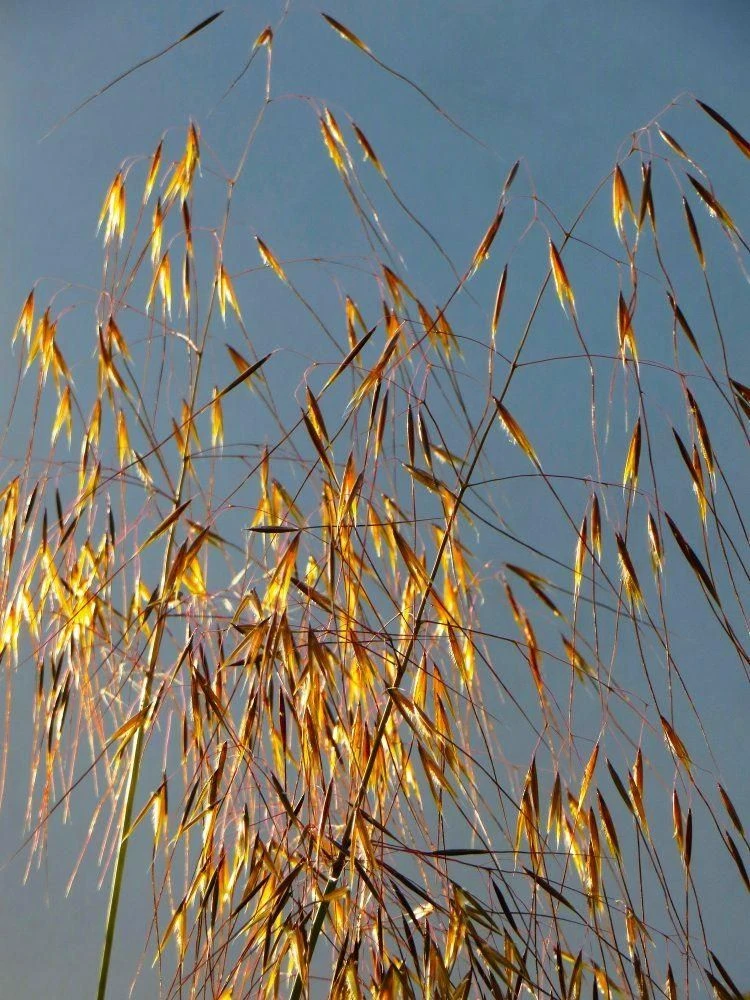 Stipa Gigantea - Golden Oats Grass - Large Plant 2 Stipa Gigantea - Golden Oats Grass - Large Plant - Image 2
