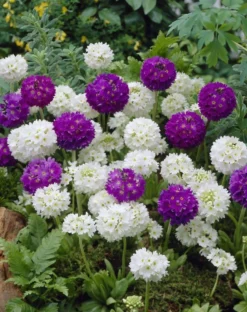 Primula Denticulata Collection - Pack Of THREE Drumstick Primrose Plants -Plant Garden World 458FB43D85457003F954F0889874ED94