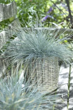 Festuca Glauca Blue Fescue - Pack Of FIVE 6 Festuca Glauca Blue Fescue - Pack Of FIVE -Plant Garden World 4755D6AD9E920FC48AFD99768EB79247 1