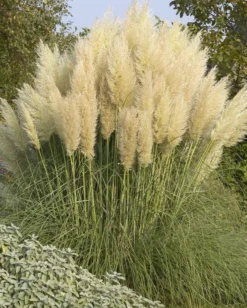 Dwarf Pampas Grass - Cortaderia Selloana Pumila -Plant Garden World 48EAD52742C939054F0AA4F0F641F0C6