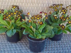Primula Gold Lace - Gold Laced Polyanthus - Pack Of THREE Plants