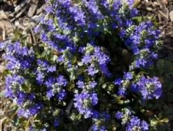 Ajuga Reptans 'Chocolate Chip' - Bugle -Plant Garden World 4AB6A7466C58141F0ED2F3A6BFE12F4D 2