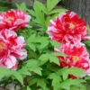 Tree Peony Collection - Selection Of THREE Plants - Paeonia Suffruticosa Peonies In Mixed Colours