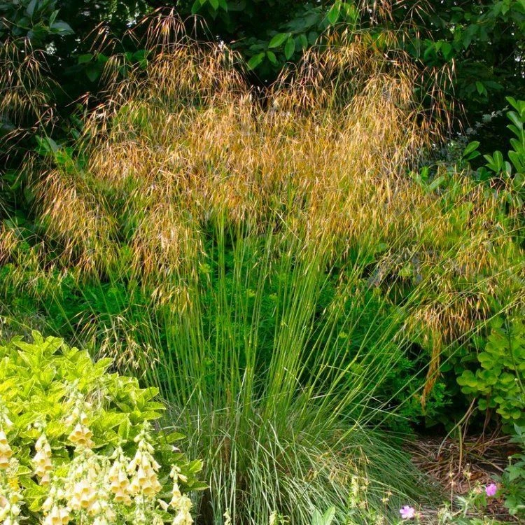 Stipa Gigantea - Golden Oats Grass - Large Plant 4 Stipa Gigantea - Golden Oats Grass - Large Plant - Image 4