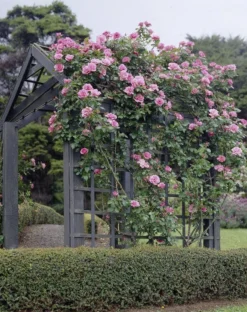 Large 5-6ft Specimen - Climbing Rose Bantry Bay