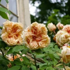 Rose Gloire De Dijon - Climbing Rose