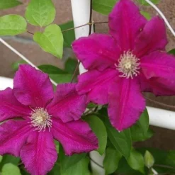 Large 6-7ft Specimen Climber - Clematis Ernest Markham - Summer Flowering Clematis