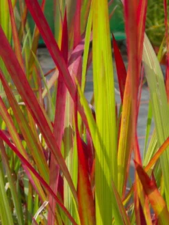 Imperata Cylindrica Rubra Red Baron - Japanese Blood Grass - LARGE