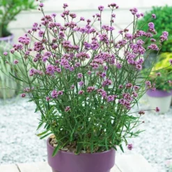 Verbena Bonariensis Lollipop - Dwarf Brazilian Verbena -Plant Garden World 535161926FD3FACB3D0EF1841D646B03 1
