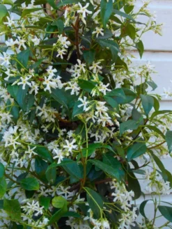 Fragrant Evergreen Star Jasmin -Trachelospermum Jasminoides - 140cm Specimen Plant + -Plant Garden World 53E54FE8CA8B9E90390BB359111F65BD