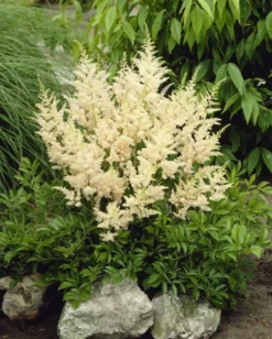 Astilbe Snowdrift