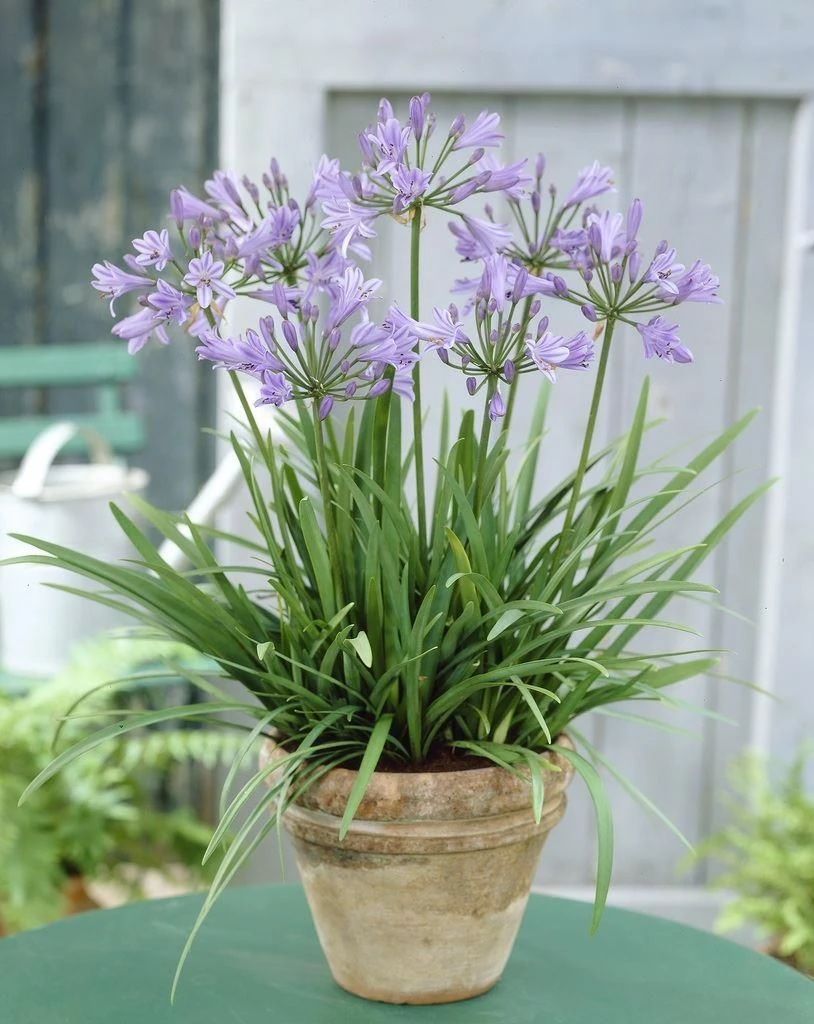 Agapanthus 'Peter Pan' - Nile Lily 1 Agapanthus 'Peter Pan' - Nile Lily