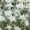Leontopodium Alpinum - Edelweiss - Pack Of THREE Plants