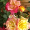 Rose Masquerade - Climbing Rose
