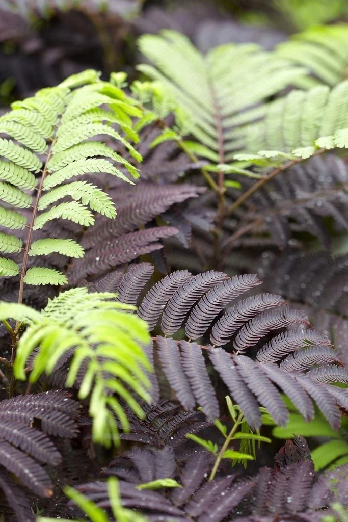 Albizia Julibrissin Summer Chocolate - Purple Silk Tree - Circa 100-120cm 6 Albizia Julibrissin Summer Chocolate - Purple Silk Tree - Circa 100-120cm - Image 6