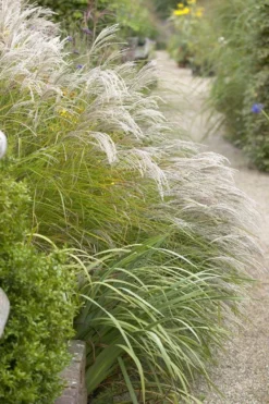 Miscanthus Sinensis Kleine Fontaine 7 Miscanthus Sinensis Kleine Fontaine -Plant Garden World 5B2289C60BE203944A2CF5CDCCAFFFA0