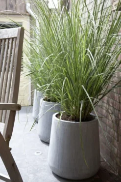 Dwarf Pampas Grass - Cortaderia Selloana Pumila - Large Plant -Plant Garden World 5DD2DDF81998711D0D0E5B21599B53DA 1