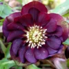 Helleborus Deep Purple Double - Hellebore