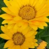 Giant Flowered Gerbera Garvinea Yellow Smile - Beautiful Hardy Gerbera With Giant Daisy Flowers