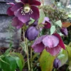 Helleborus Orientalis Smokey Blue - Hellebore