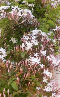 Jasminum Officinale - Jasmine Polyanthemum - Scented Chinese Jasmin -Plant Garden World 65843B5112790CCD3531CF70A89700AB